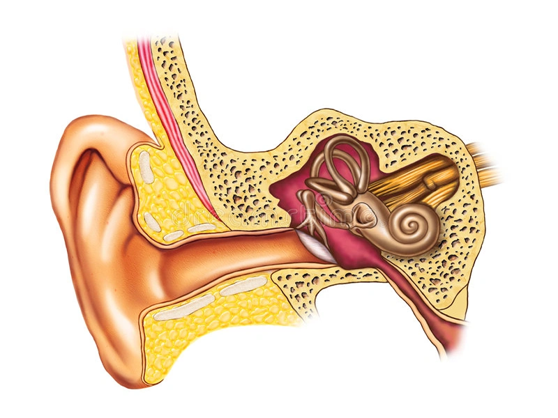 آناتومی گوش و عملکرد گوش داخلی