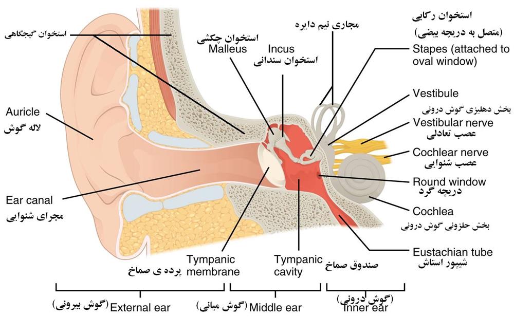 حس شنوایی